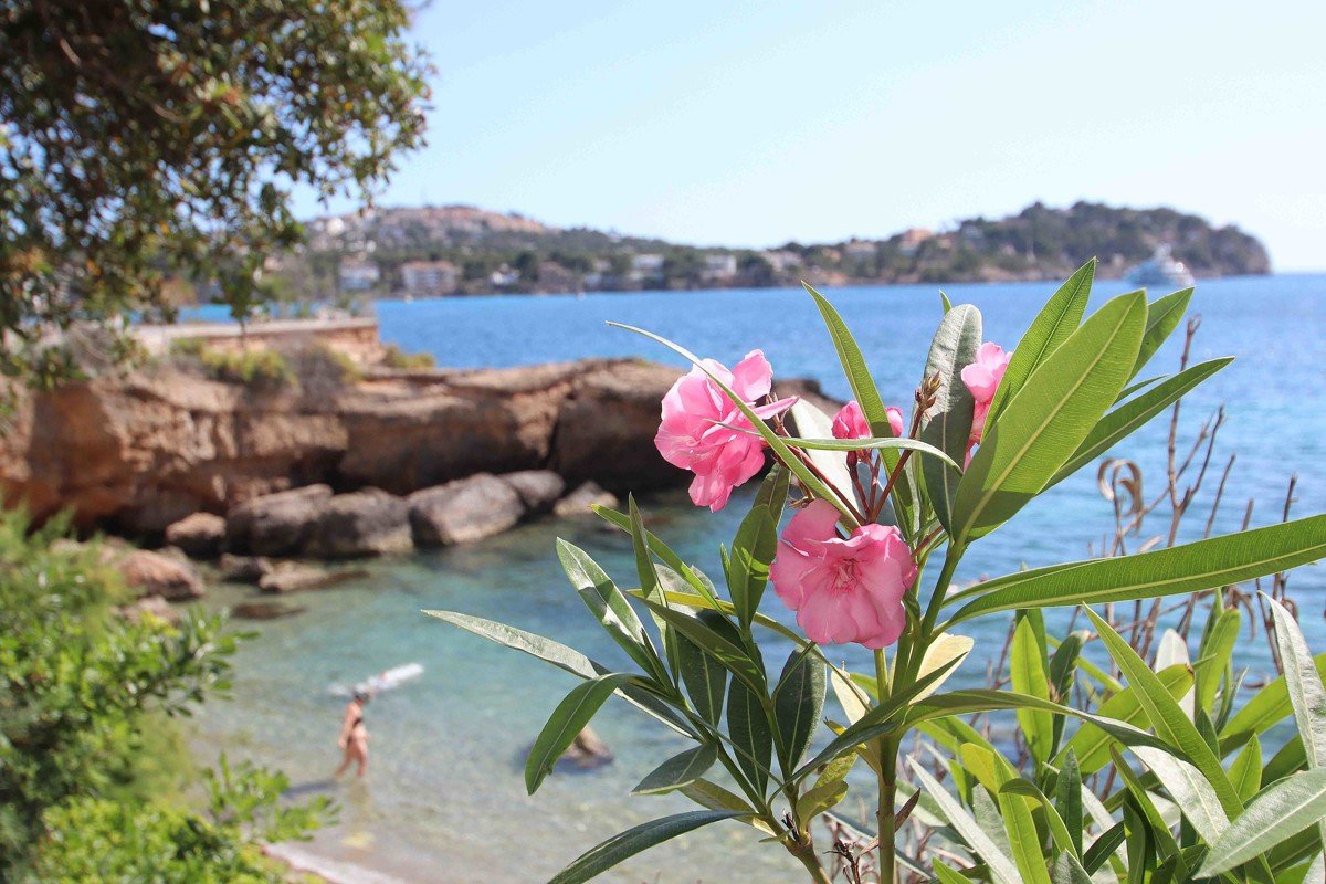 Apartment with access to beach in Santa Ponsa