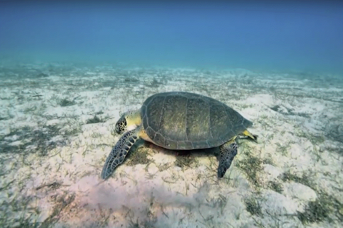 Toda la isla cerca de la isla         de Menorca